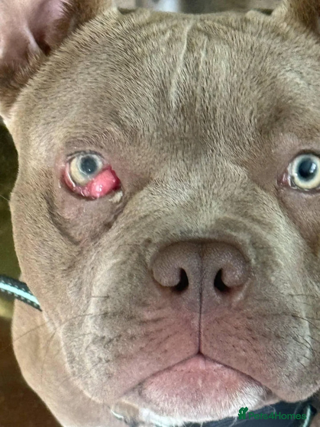 Mixed Breed dogs for sale: Bleu 2YO Pocket Bully in Bishop Auckland - Advert 6
