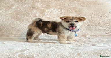 Chow Chow dogs - Advert 6