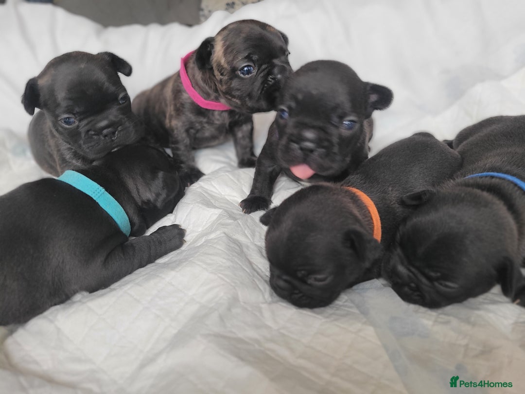 French Bulldog dogs for sale: 2 Girls and 4 Boys - Image 10