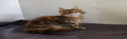 Maine Coon cats for sale: TICA Registered Maine Coon Kittens - Advert 7