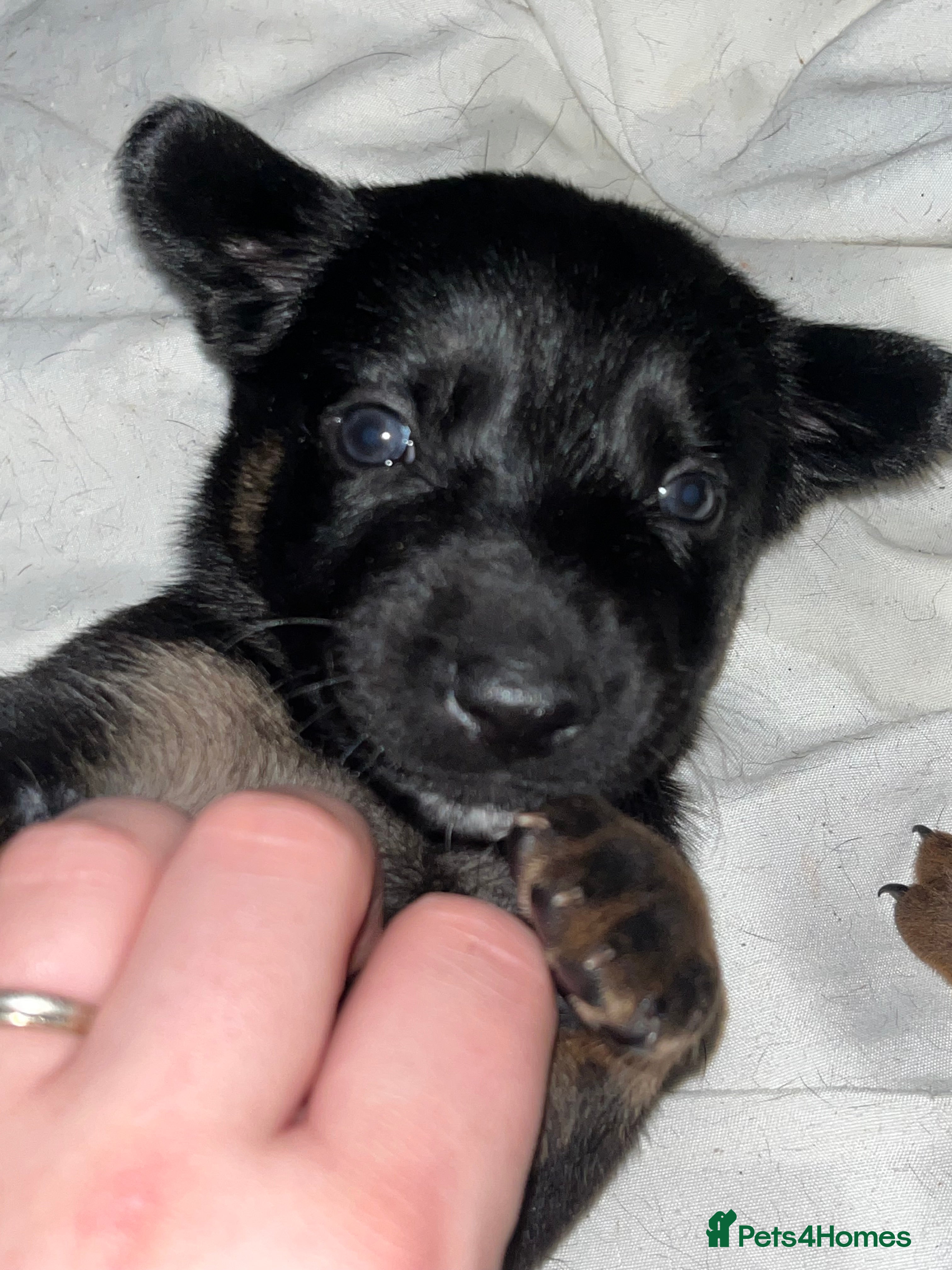 Mixed Breed dogs Doberman x Malinois x German Shepherd Puppies  - Advert 8