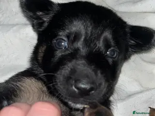 Mixed Breed dogs Doberman x Malinois x German Shepherd Puppies - Advert 8