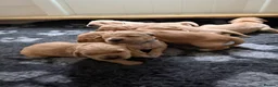 Golden Retriever dogs for sale: KC Golden Retriever Puppies ready in 10 days  - Advert 18