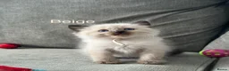 Ragdoll cats for sale: Ragdoll Kittens, Ready Now - Advert 27