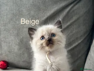 Ragdoll cats Ragdoll Kittens For Sale - Advert 16