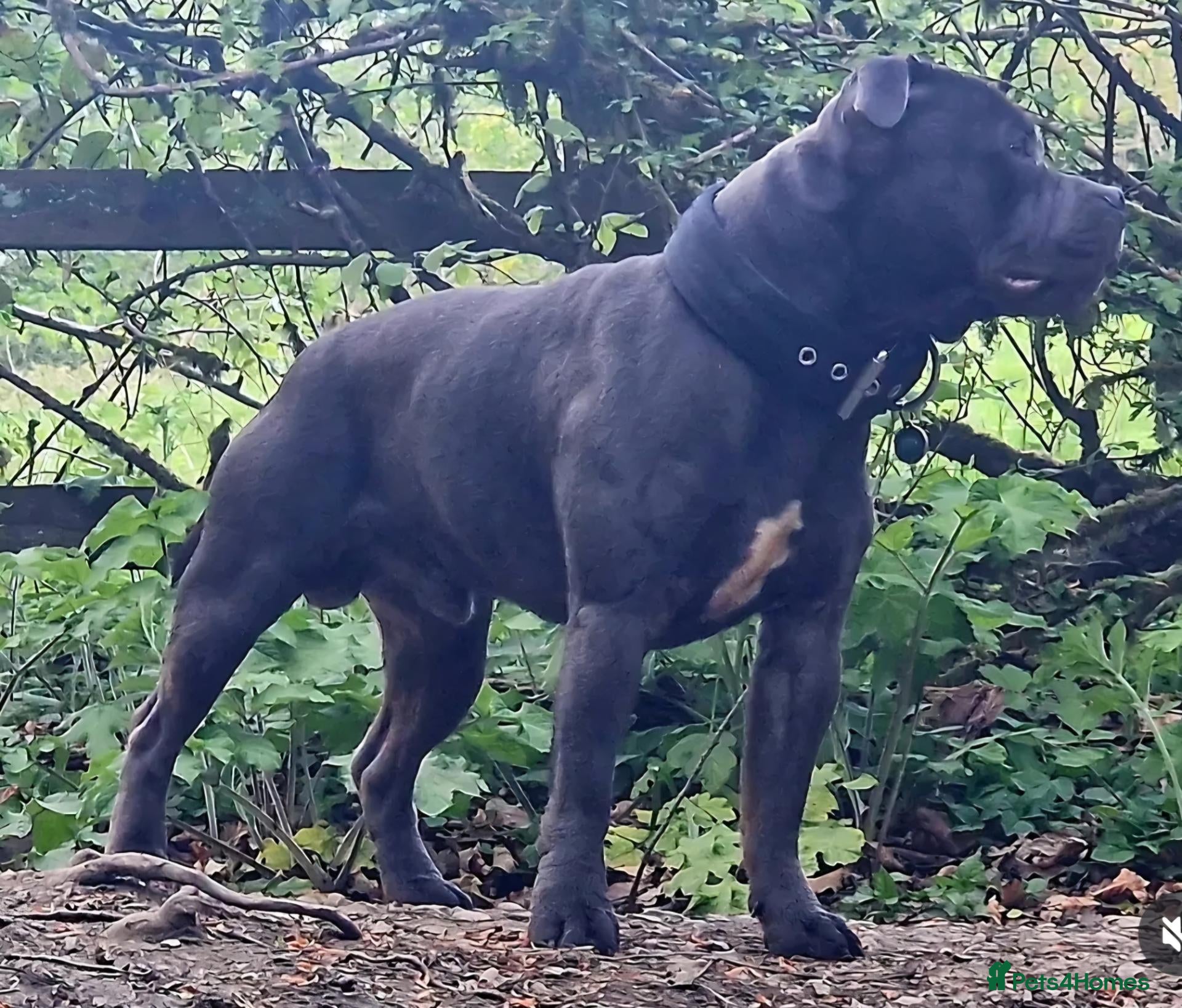 Staffordshire Bull Terrier dogs Kenbloom Mcintosh  - Advert 22