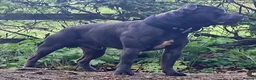 Staffordshire Bull Terrier dogs for stud: Kenbloom Mcintosh  - Advert 21