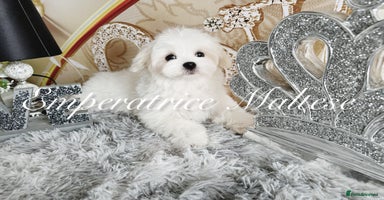 Maltese dogs - Advert 4