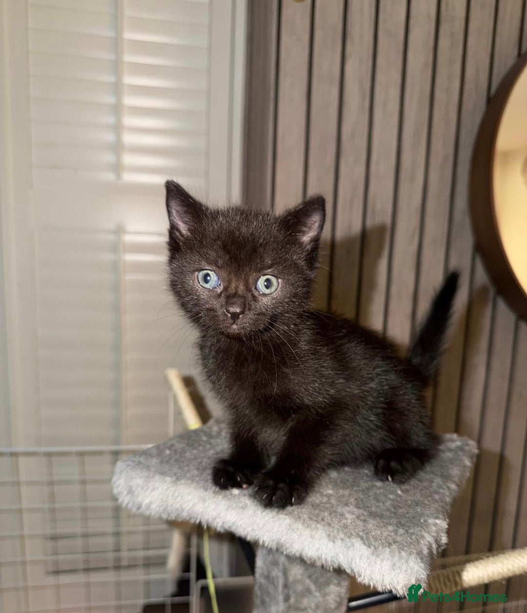 European cats for sale: 6 beautiful tabby/black kittens for sale! - Advert 4