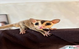 Sugar Glider rodents for sale: Breeding group of sugar gliders available  - Image 4