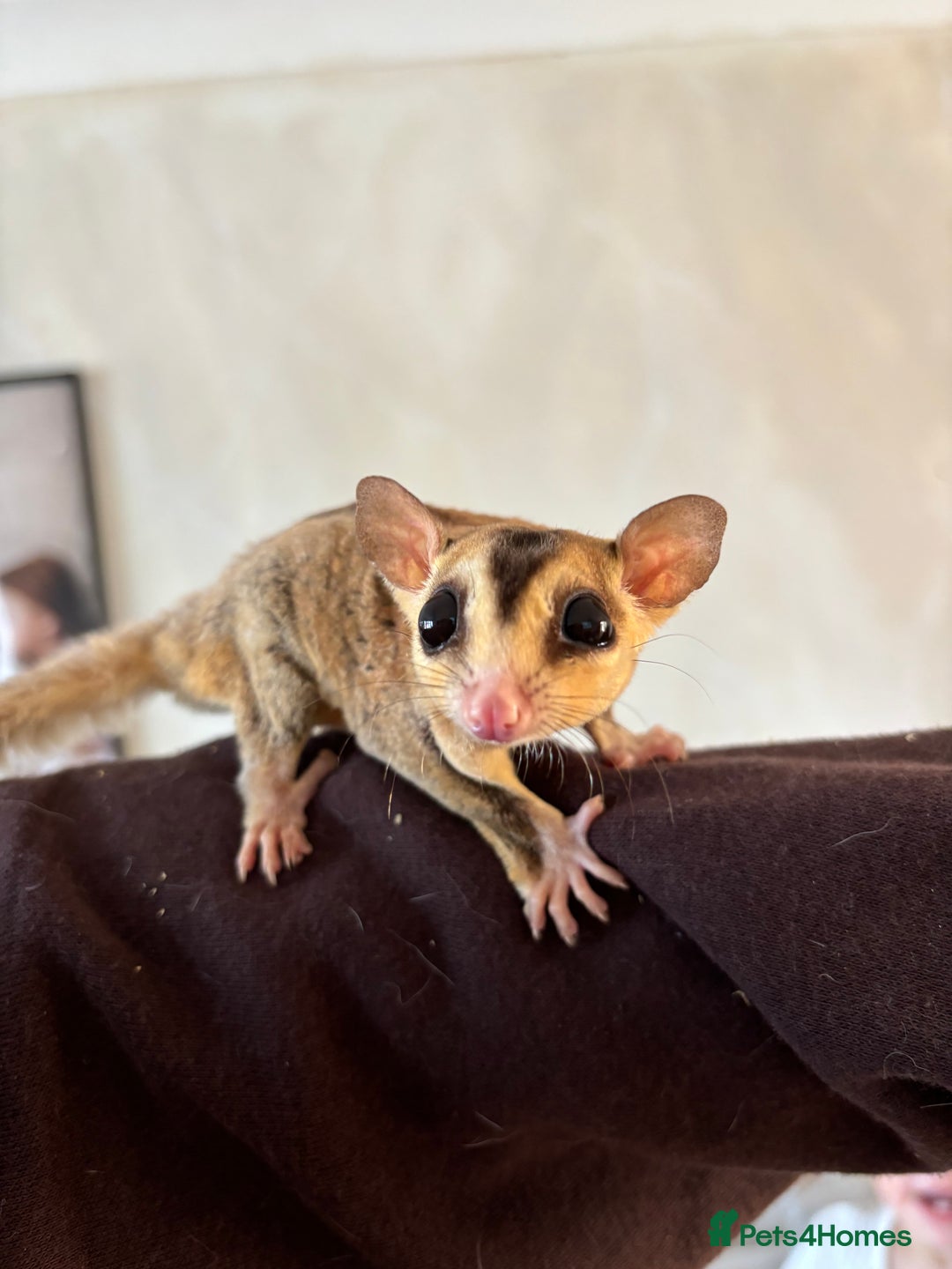 Sugar Glider rodents for sale: Breeding group of sugar gliders available  - Image 4
