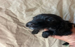 Cocker Spaniel dogs for sale: Gorgeous working Cocker Spaniel puppies - Image 4