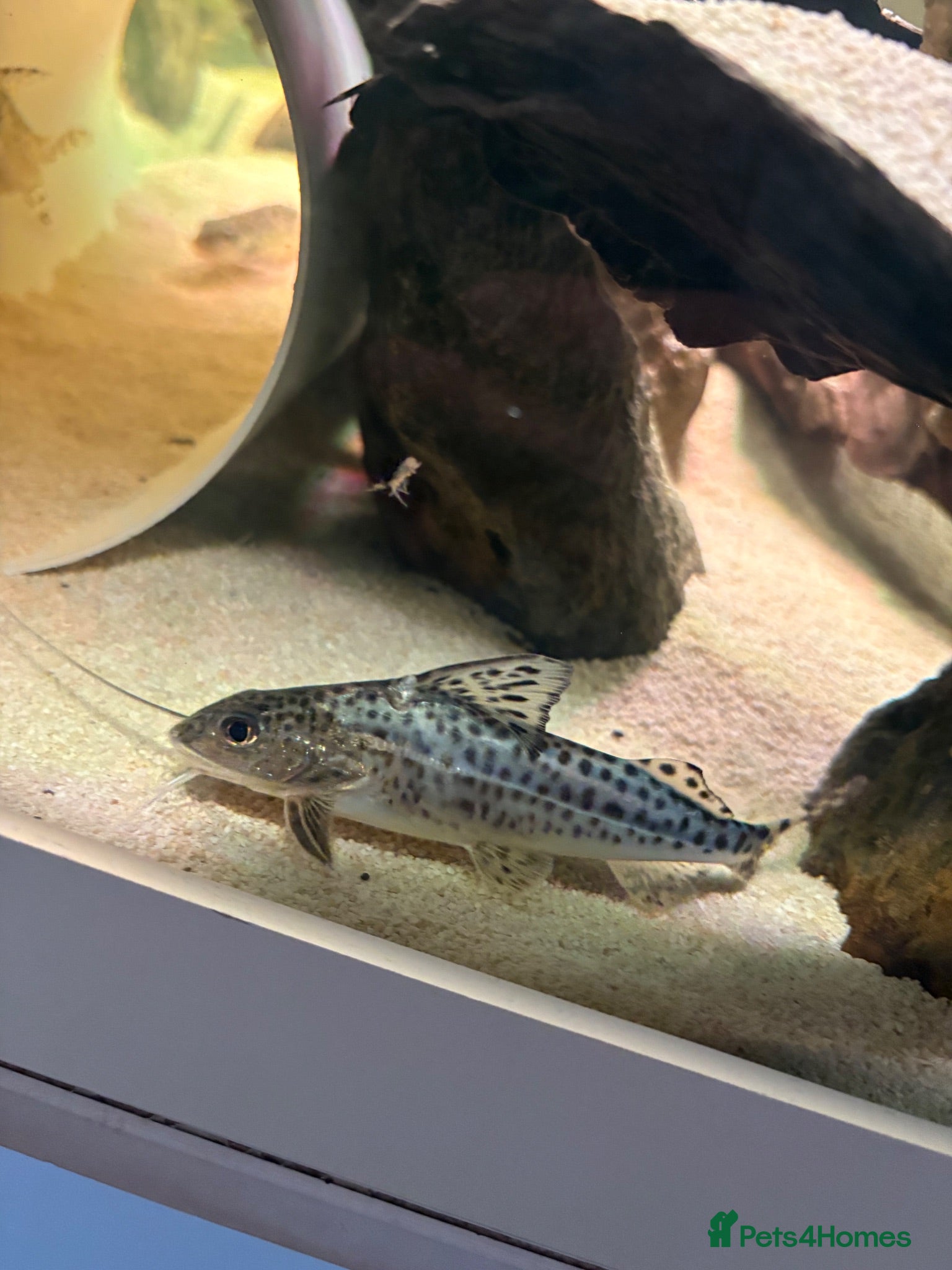 Catfish fish 3x Pictus Catfish for sale - Advert 1