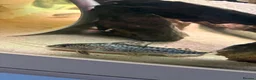 Catfish fish for sale: 3x Pictus Catfish for sale in Northampton - Advert 1