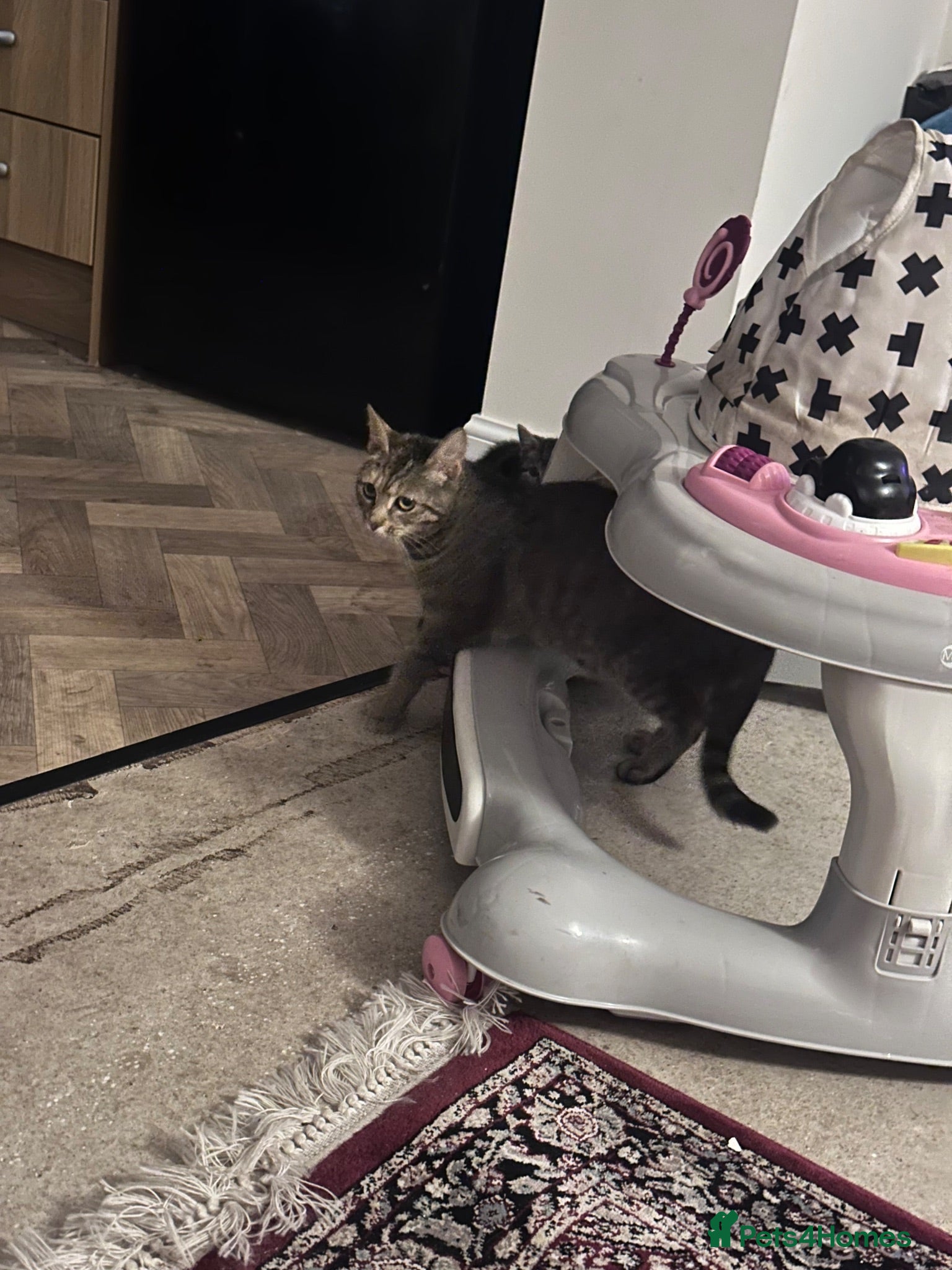 Mixed Breed cats Playful tabby and ginger kitten - Advert 1