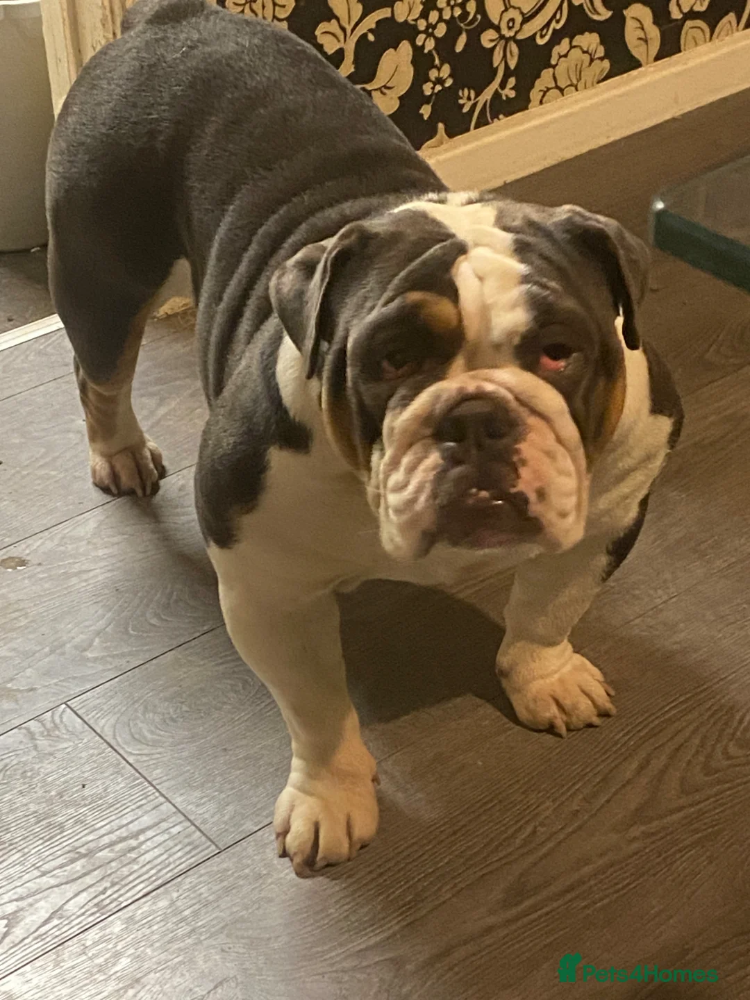 English Bulldog dogs for sale: 2 female English bulldog puppies in Leeds - Advert 1