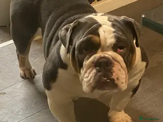 English Bulldog dogs 2 female English bulldog puppies - Advert 3