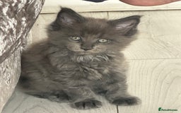 Maine Coon cats for sale: Maincoon kittens  - Image 9