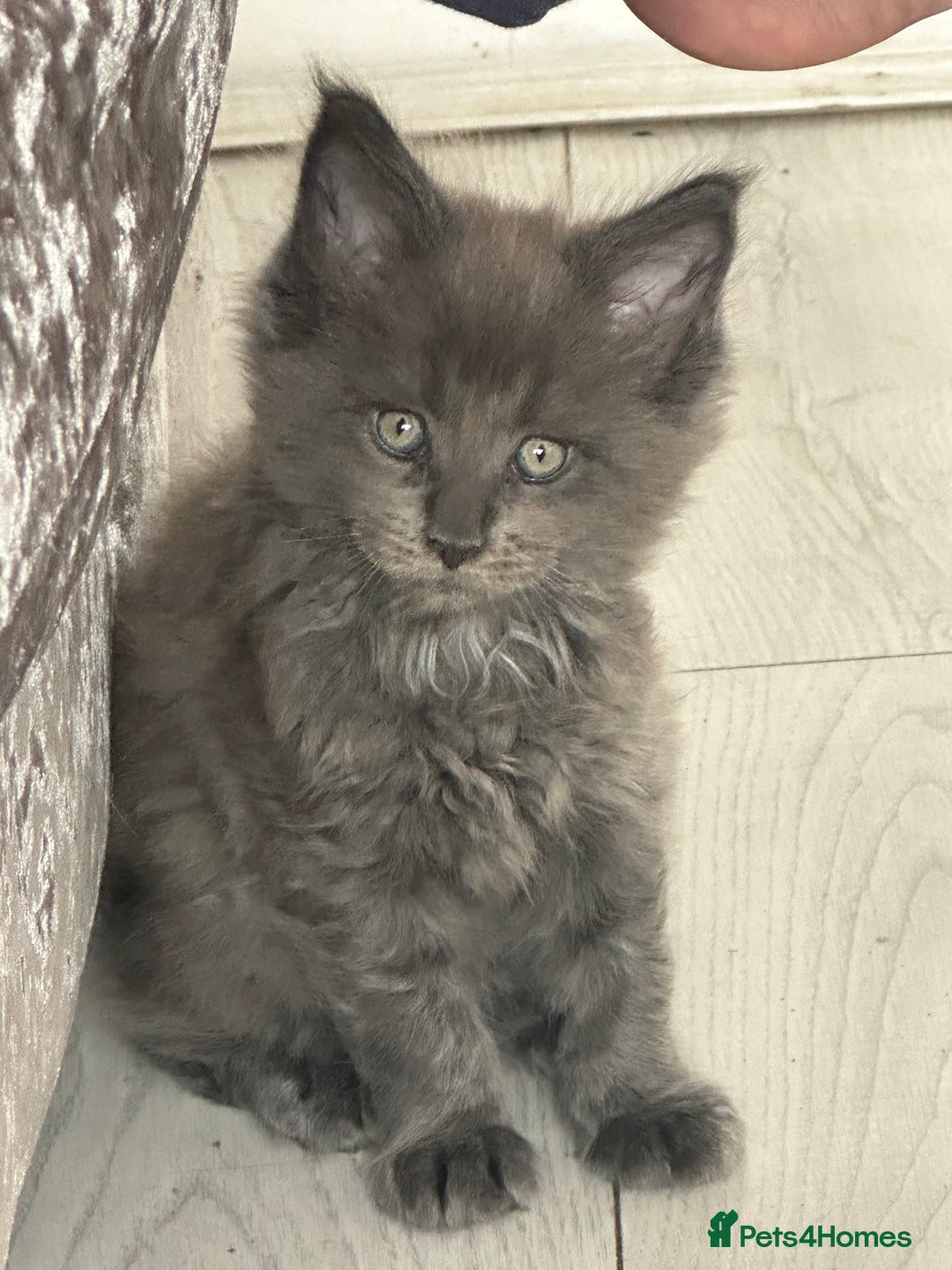 Maine Coon cats for sale: Maincoon kittens  - Image 9