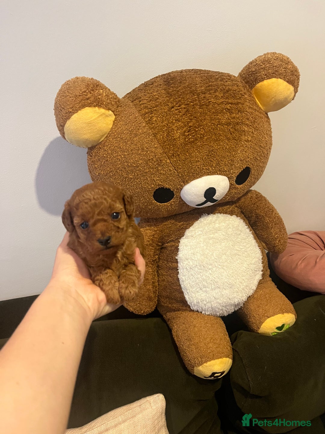 Toy Poodle dogs for sale: Teddy bear red asian/toy poodle puppies 🧸  - Advert 23
