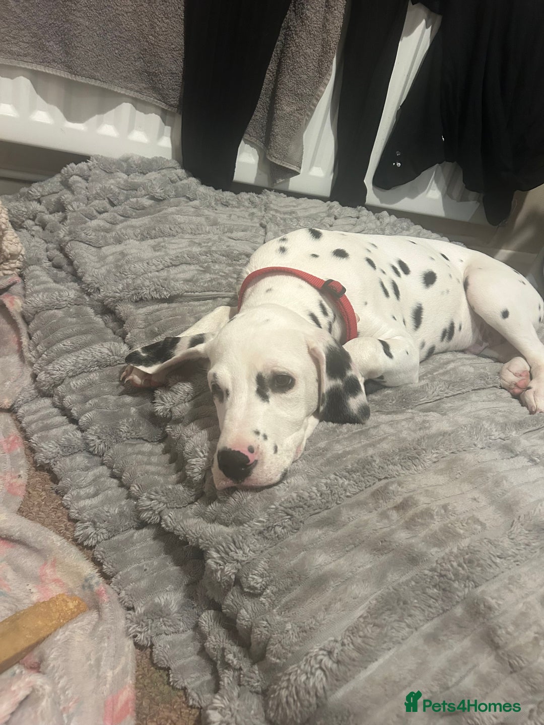 Dalmatian dogs for sale: Jasper  - Advert 4