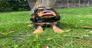 Cocker Spaniel dogs - Advert 9