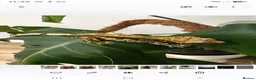 Gecko reptiles for sale: Harlequin Crested Gecko - Very Tame in Worthing - Advert 2