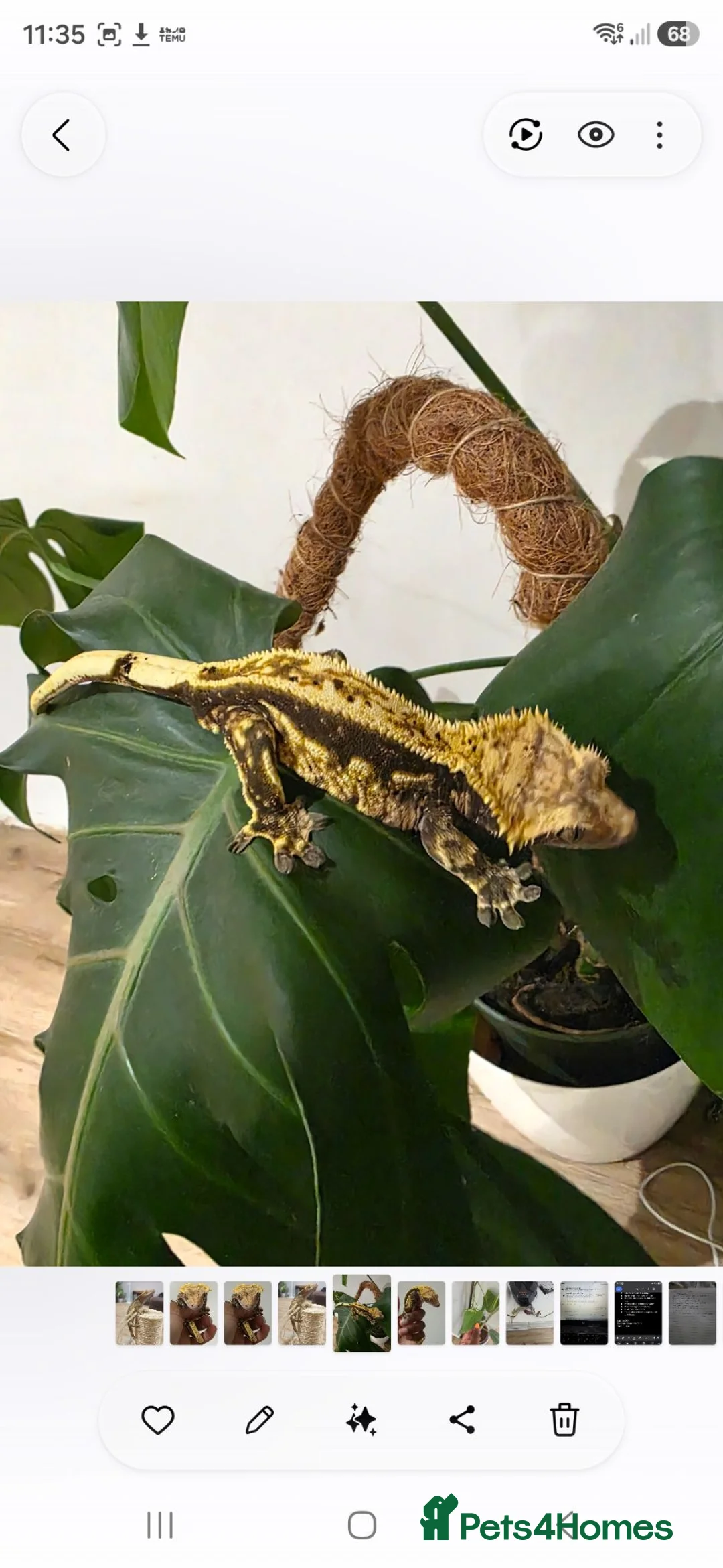 Gecko reptiles for sale: Harlequin Crested Gecko - Very Tame in Worthing - Advert 2