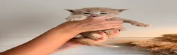 Maine Coon cats for sale: Stunning Mainecoons  in Teignmouth - Advert 13