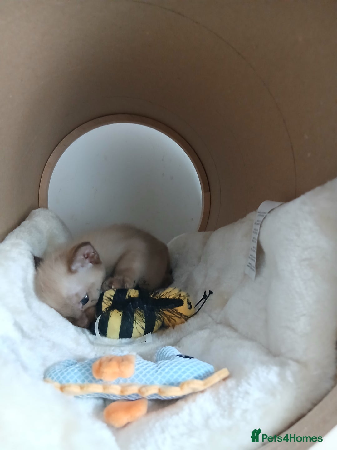 Burmese cats for sale: GCCF Reg. Burmese Kittens  - Image 5