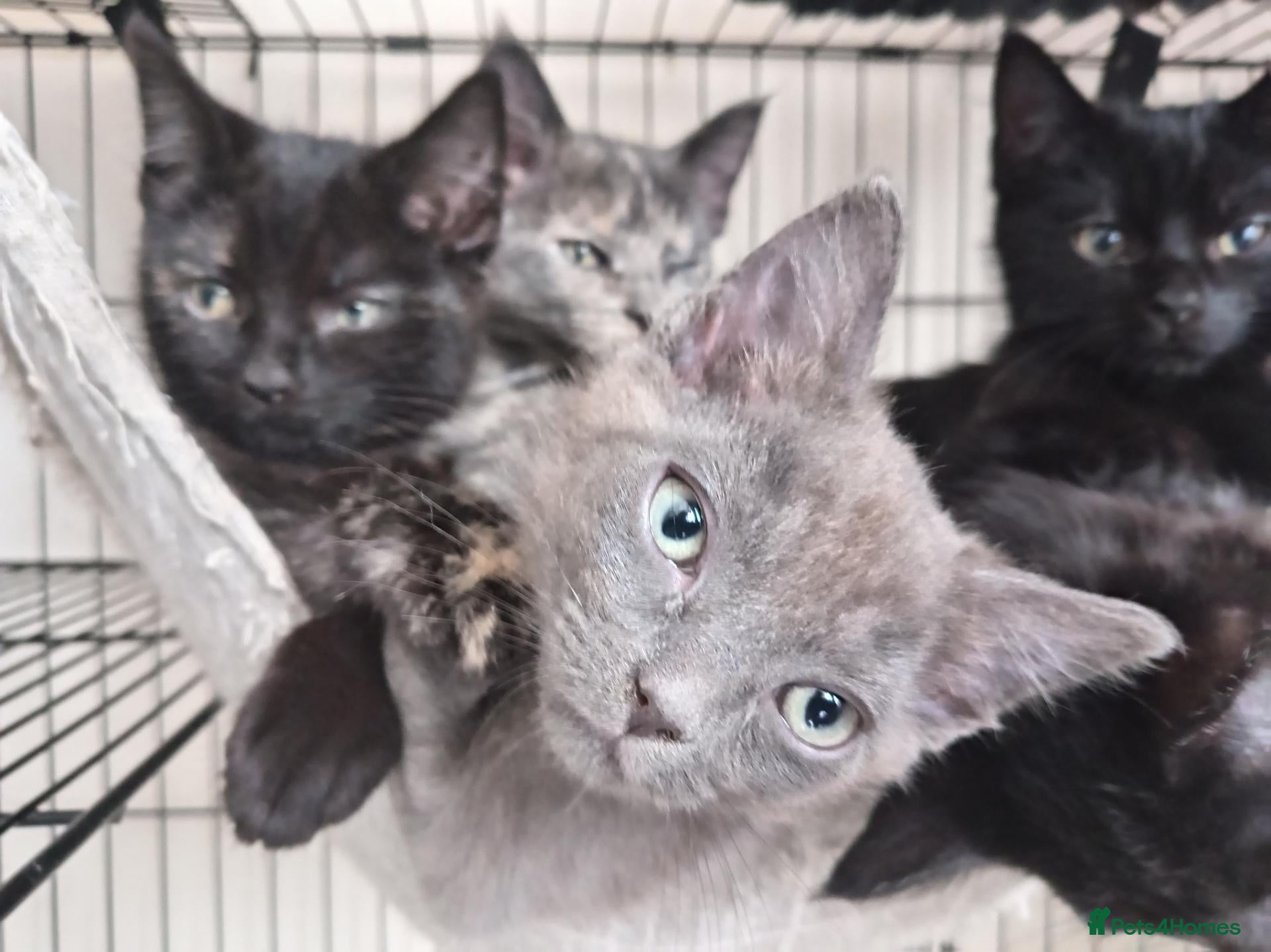 Mixed Breed cats Only 2 available Beautiful kittens  - Advert 7