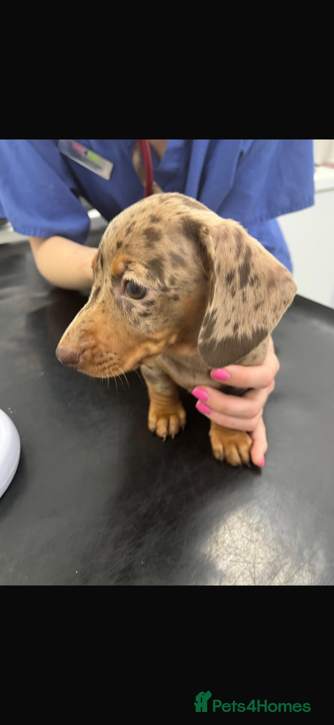 Miniature Dachshund dogs for sale: Miniature Daschund KC. PRA-OI-CRD-PRA-NCL - Image 37