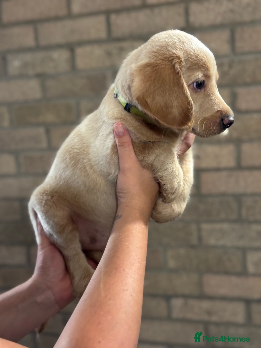 Labradoodle dogs for sale: Health tested f1 labradoodles in Cambridge - Image 3