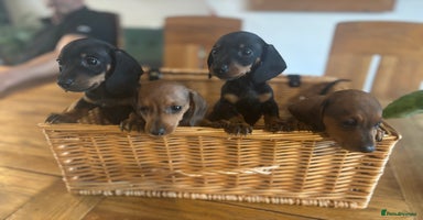Miniature Dachshund dogs - Advert 15
