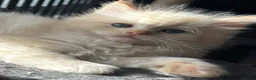 Ragdoll cats for sale: TICA Reg Rare Cherubim Ragdolls - Advert 14