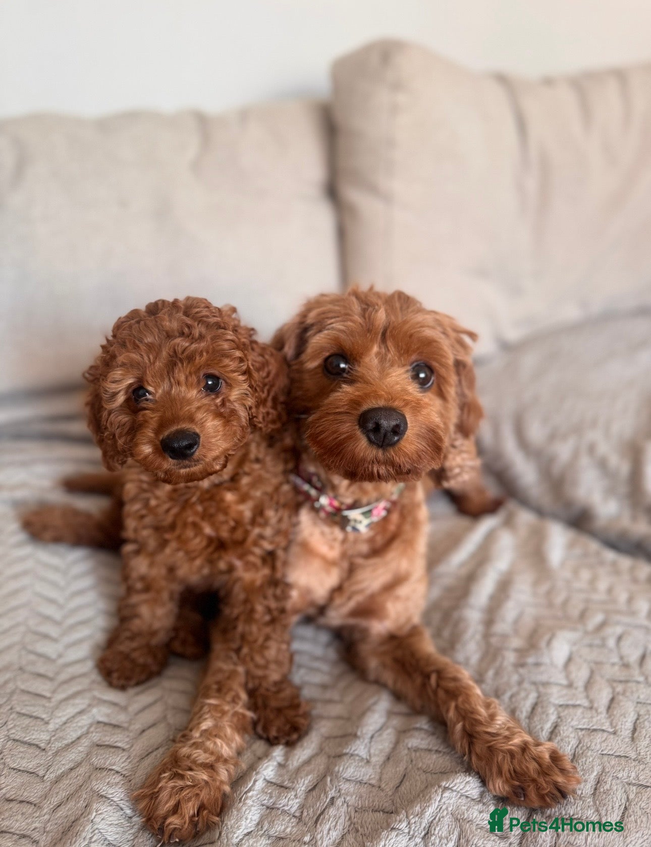 Cavapoo dogs Beautiful TEDDY BEAR Cavapoo puppy available - Advert 1