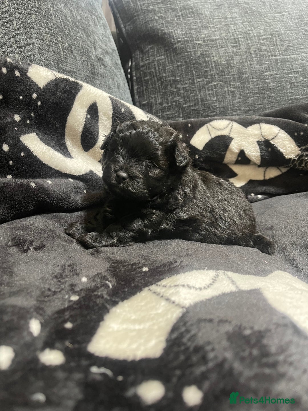 Pomapoo dogs for sale: Beautiful Pomapoo boys - Image 6