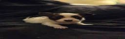 Papillon dogs for sale: KC Registered Papillon Puppies (Ready Soon!) - Advert 6