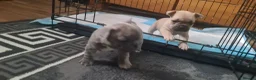 French Bulldog dogs for sale: Two girls and one boy are looking for a new home. in Aberdeen - Advert 6