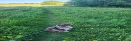 Cockapoo dogs for sale: 10 month old Cockapoo  in Crediton - Advert 9