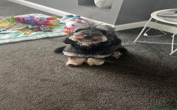 Cockapoo dogs for stud: Cockapoo for stud (proven) - Image 2