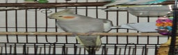 Cockatiels birds for sale: Beautiful cinnamon female cockatiel  - Advert 1
