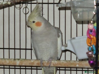 Cockatiels birds Beautiful cinnamon female cockatiel - Advert 1