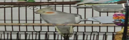 Cockatiels birds for sale: Beautiful cinnamon female cockatiel  - Advert 1