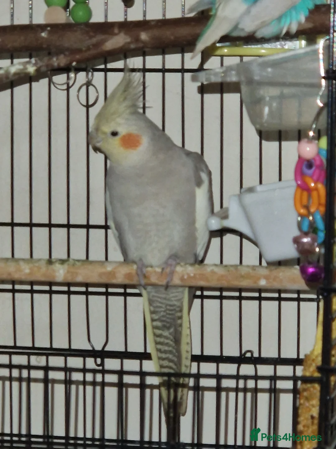 Cockatiels birds for sale: Beautiful cinnamon female cockatiel  - Advert 1