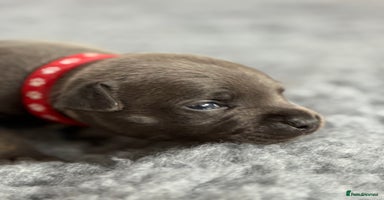 Staffordshire Bull Terrier dogs - Advert 4