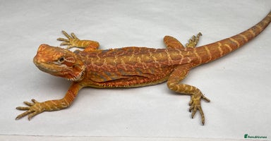 Bearded Dragon reptiles - Advert 3