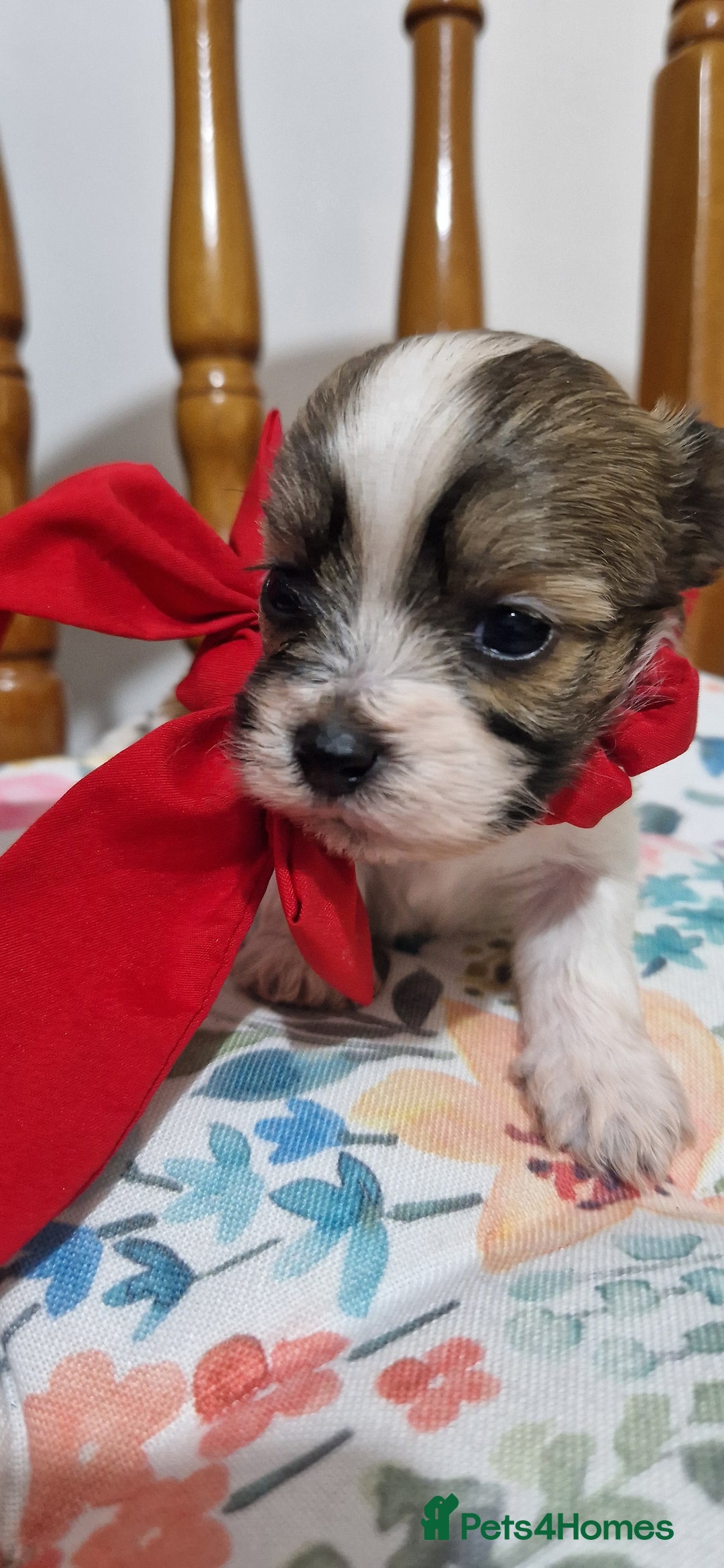 Mixed Breed dogs for sale: Bichon havaneze! - Advert 8