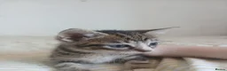 Mixed Breed cats for sale: Tuxedo/Tabby kittens 8 weeks old - Advert 10