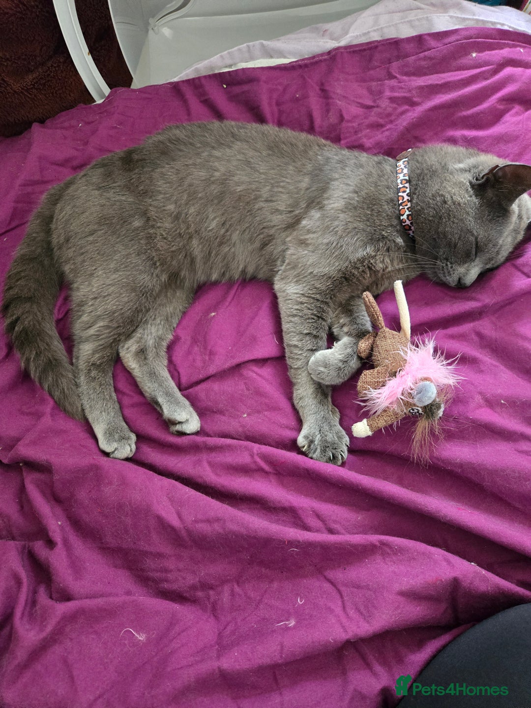 British Shorthair cats for sale: Beautiful British short-hair Dusty - Image 3